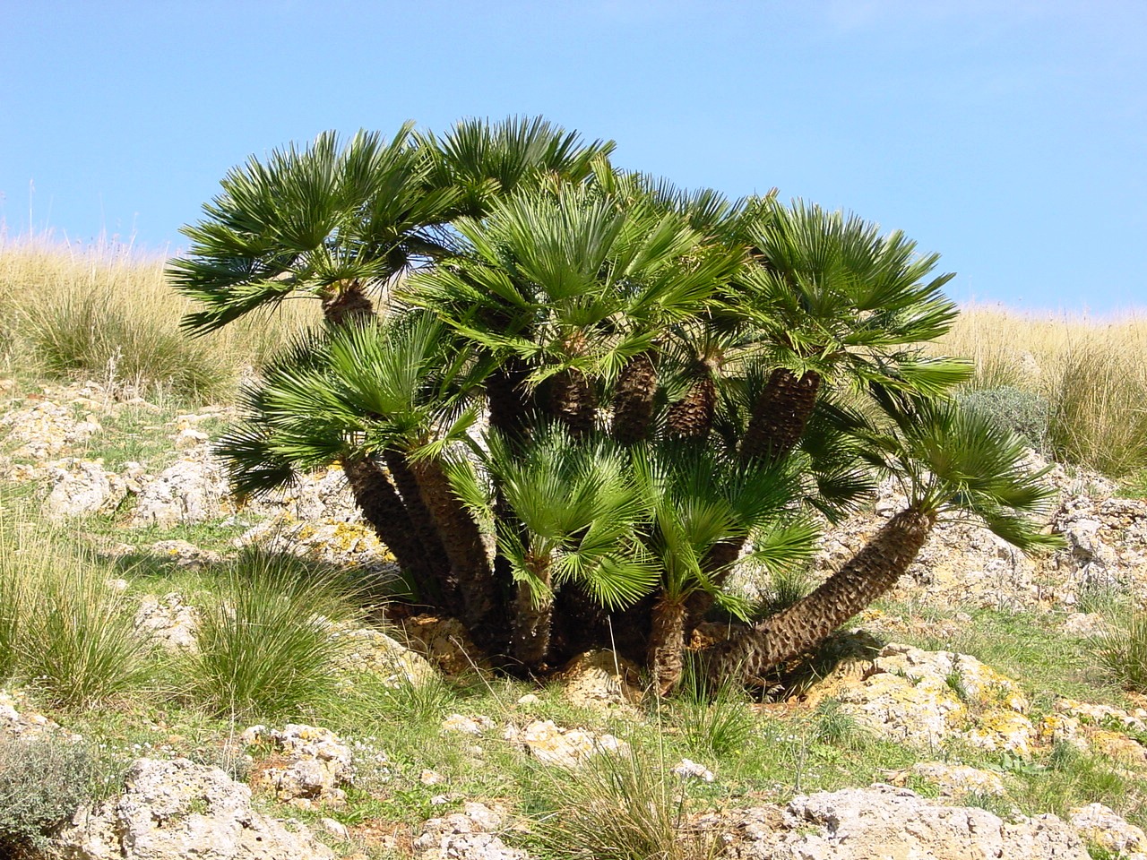 Chamaerops_humilis_%2528Zingaro%2529015.jpg