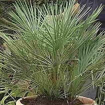 chamaerops_humilis_argentea.jpg