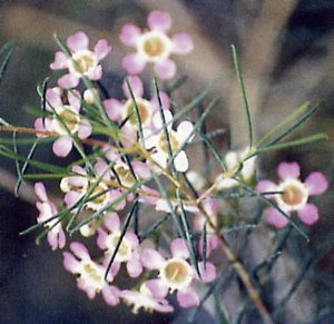 chamelaucium_uncinatum.jpg
