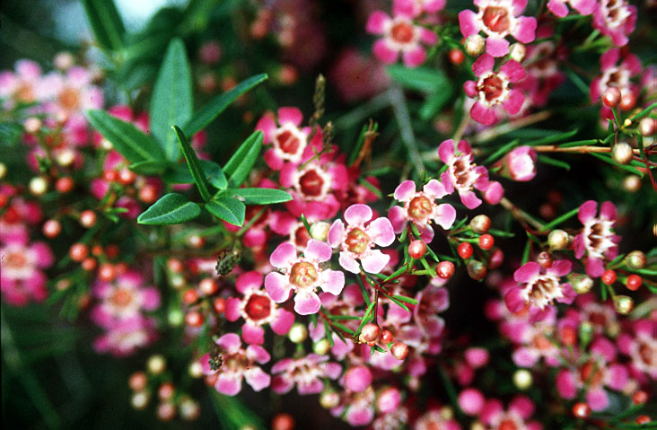 Chamelaucium_uncinatum.jpg