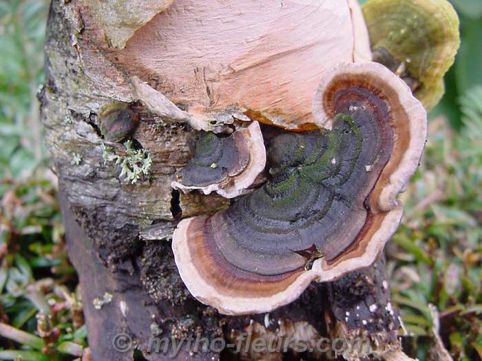 champignon%20sur%20bouleau%2075.JPG