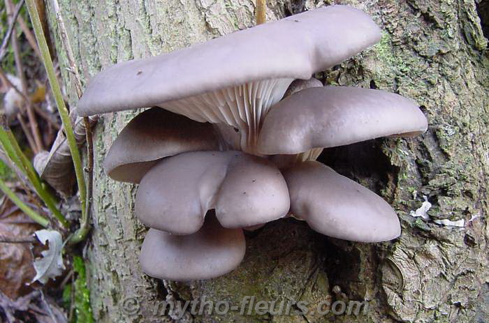 champignon%20sur%20saule_67.jpg