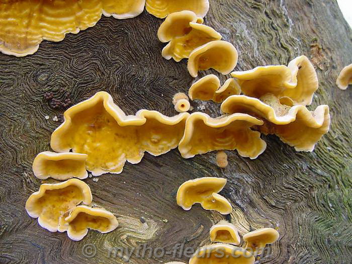 champignon%20sur%20tronc%20eucalyptus.JPG
