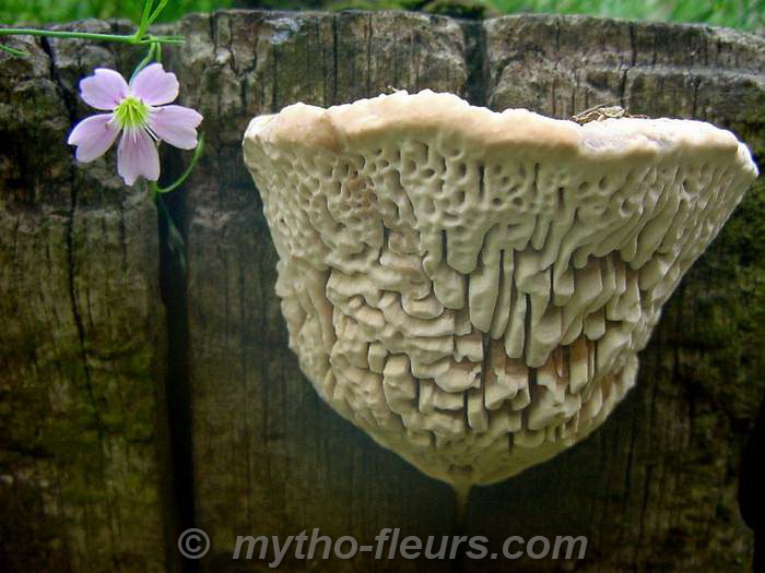 champignon_72b.JPG