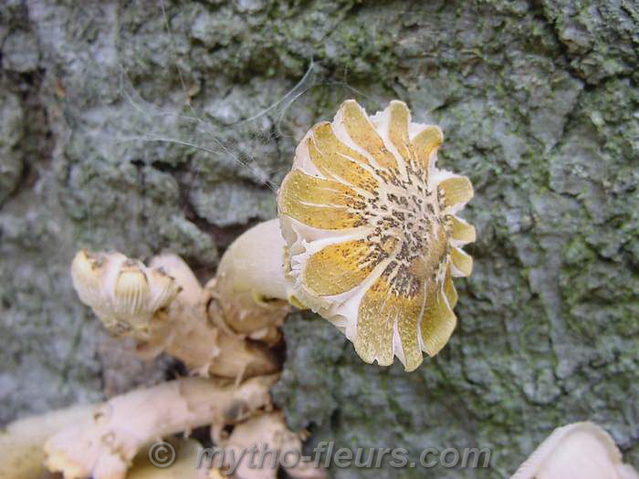 champignons%206.JPG