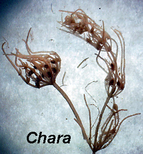 chara.JPG