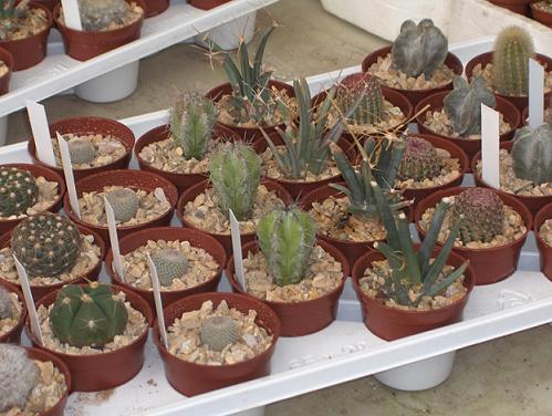 Charola%20con%2028%20cactus%201br.JPG