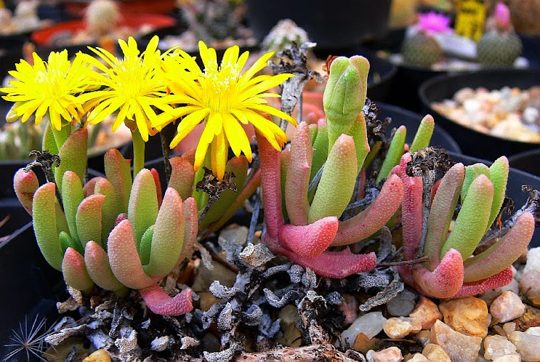 Chasmatophyllum%2Bmusculinum.jpg