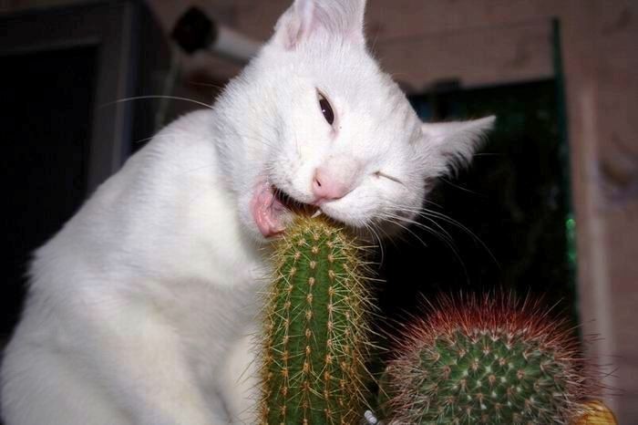 chat-cactus.jpg