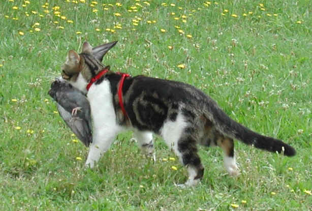 chats.nuisibles.millions.oiseaux.tues.par.an.catastrophe.biologique_chats.1.jpg