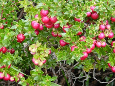 chaura_400x400.jpg