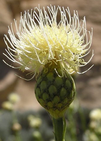 cheirolophus_teydis.jpg