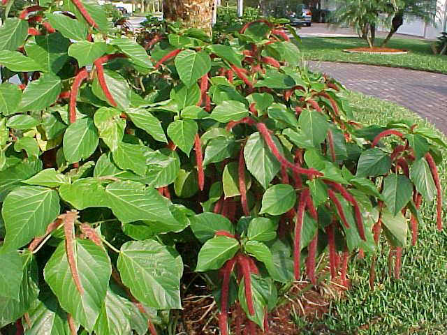 chenille01.jpg