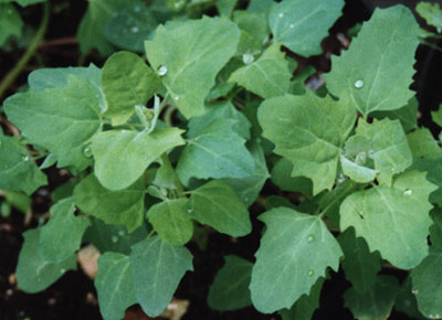 chenopodium-quinoa-01.jpg