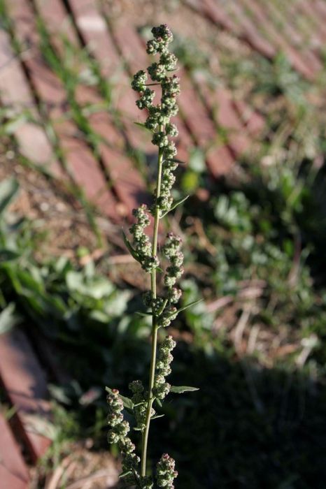 chenopodium_album.JPG
