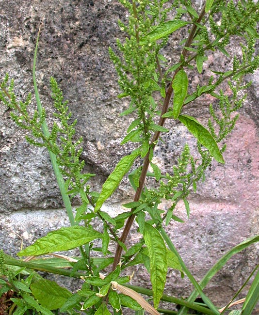 chenopodium_ambrosioides2.jpg
