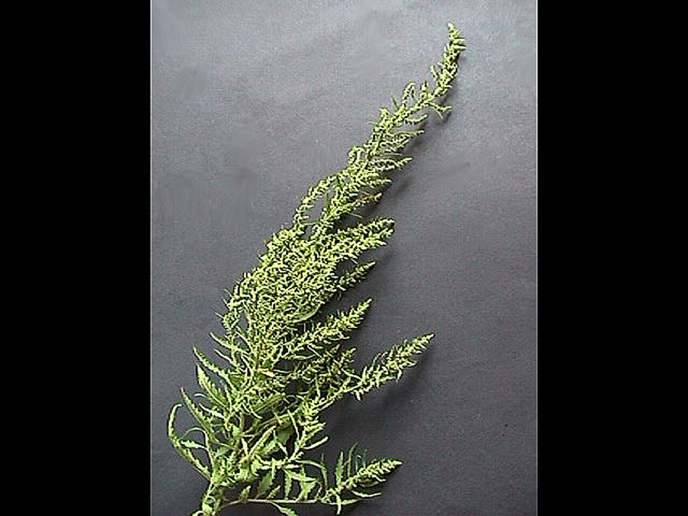 Chenopodium_ambrosioides_01.jpg