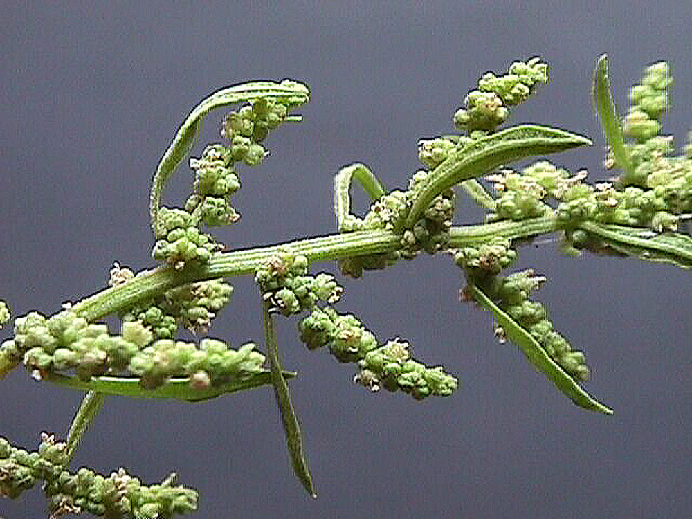 Chenopodium_ambrosioides_04.jpg