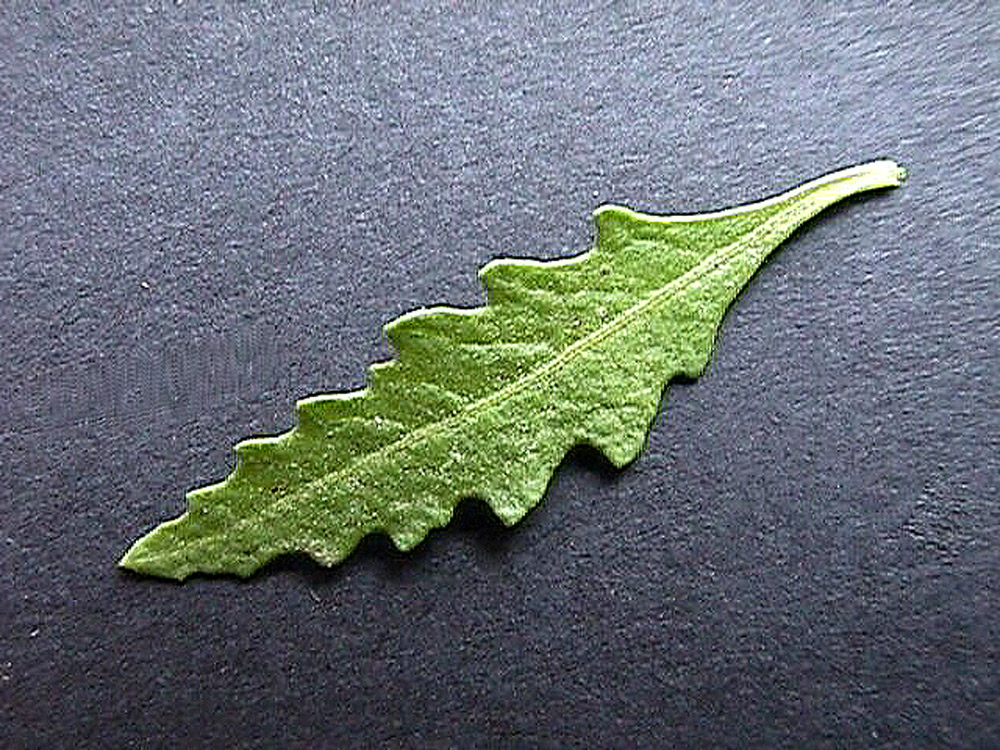 Chenopodium_ambrosioides_07.jpg