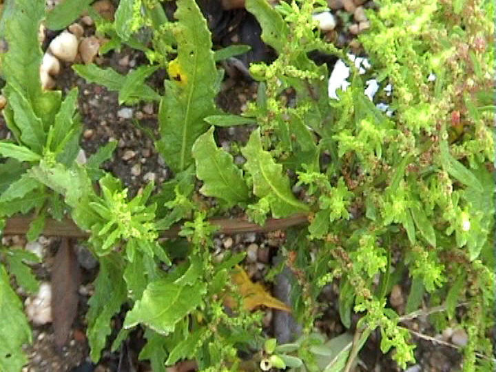 Chenopodium_ambrosioides_14.jpg