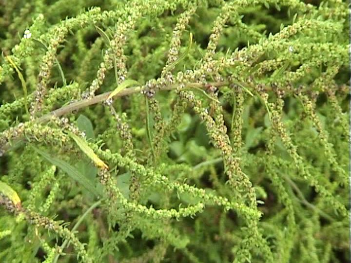 Chenopodium_ambrosioides_15.jpg