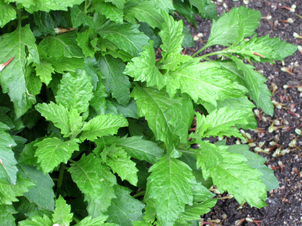 Chenopodium_ambrosioides_21.jpg