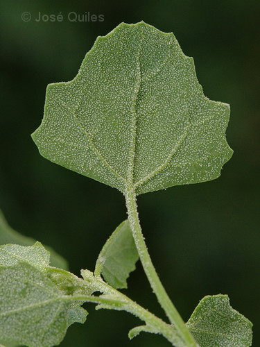 Chenopodium_opulifolium2.jpg