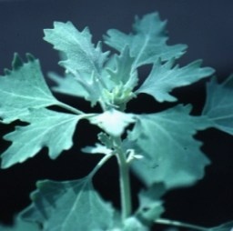 chenopodiumhircinum%20o%20quinoa%20criolla.jpg