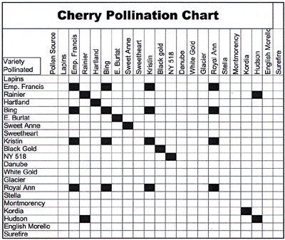 cherry.jpg