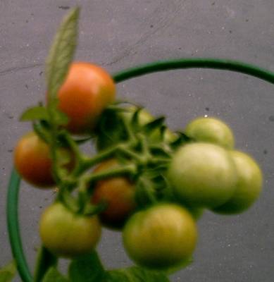 Cherrys_3-.JPG