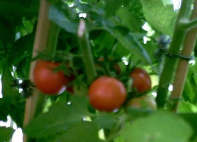 Cherrys_4-.JPG