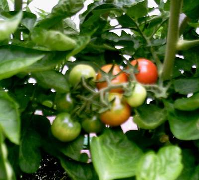 Cherrys_6-.JPG
