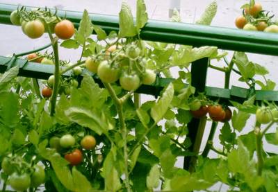 Cherrys_8-.JPG