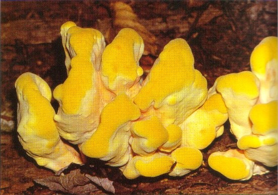 chicken_of_the_woods.jpg