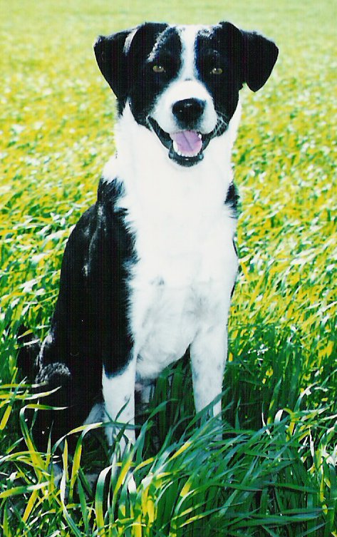 Chico%20campo.jpg