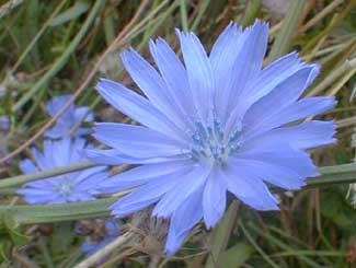 chicory-augu.jpg