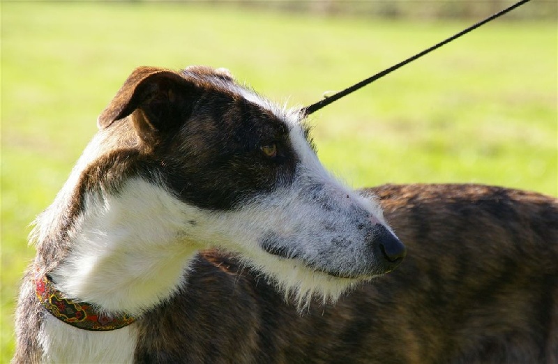 chiens-Azawakh-3955239c-1588-75a4-0d0d-d3070c1736bb.jpg