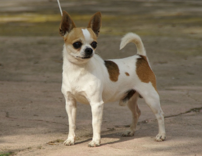 chiens-Chihuahua-63da9d2c-402c-afb4-fdd0-cbd94b141371.jpg