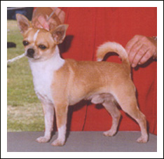chihuahua-breed-standard.jpg