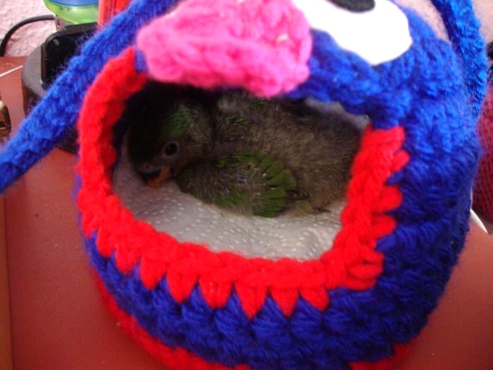 chiki2.jpg