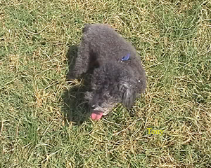 chiki2.jpg