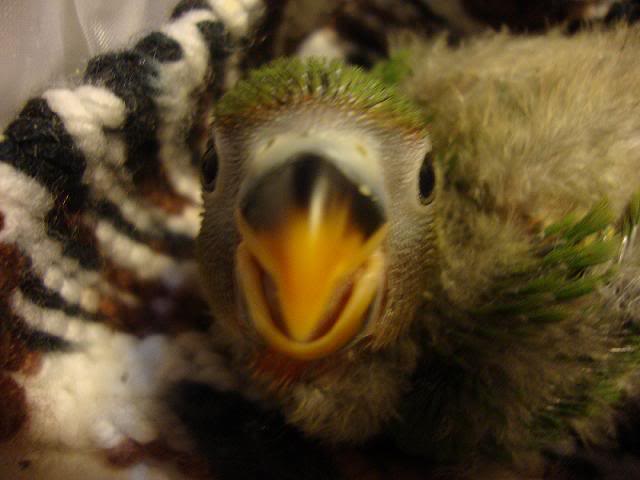 chiki3.jpg