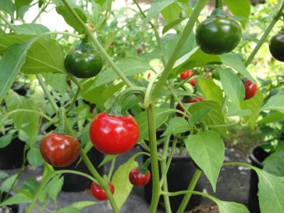 chile-cascabel_1.jpg