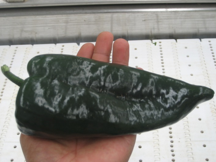 Chile_poblano_de_exportacion_1.JPG