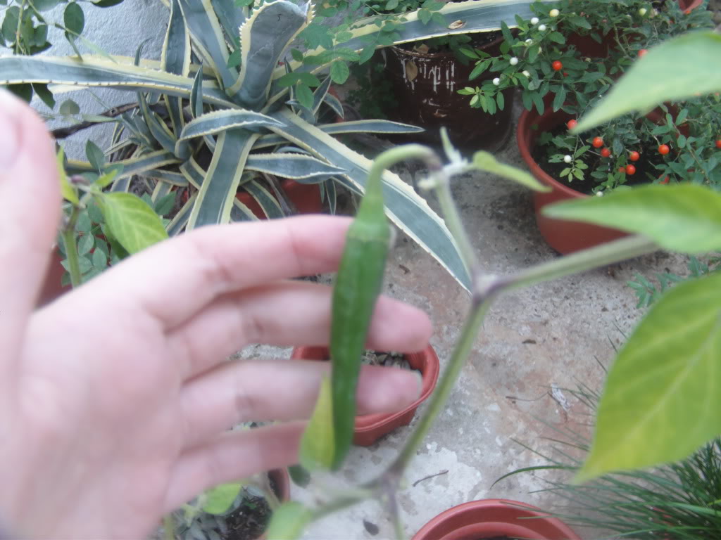 Chilemano.jpg