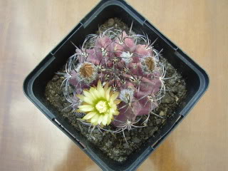 Chilenadesconocidaflor20091.jpg