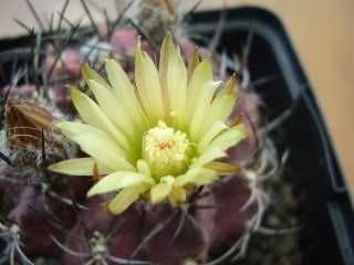 Chilenadesconocidaflor20092.jpg