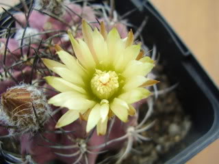 Chilenadesconocidaflor20094.jpg