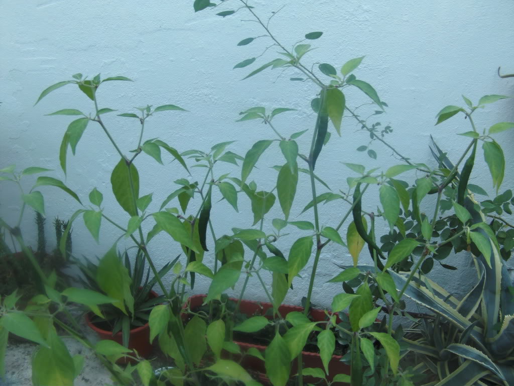Chilesmata.jpg