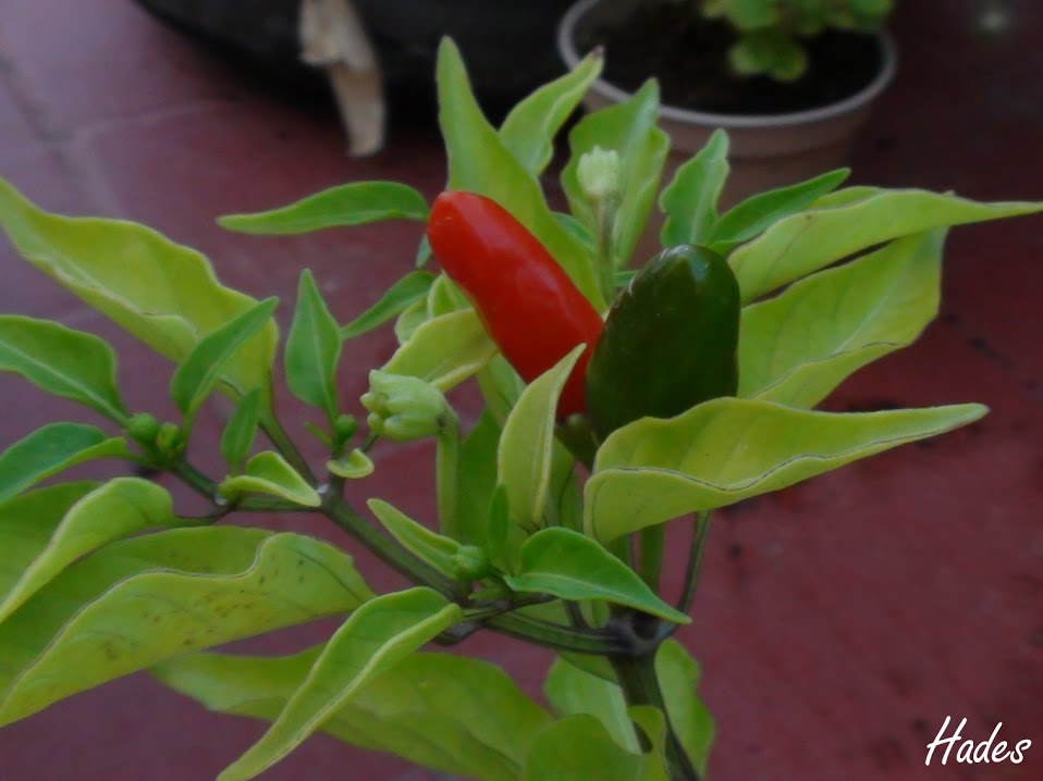 chili.jpg